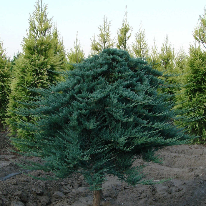 Blue Chip Juniper - Shipped