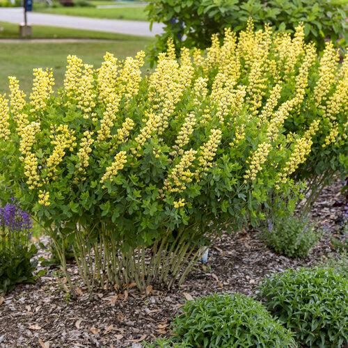 Decadence® Lemon Meringue Baptisia - Shipped