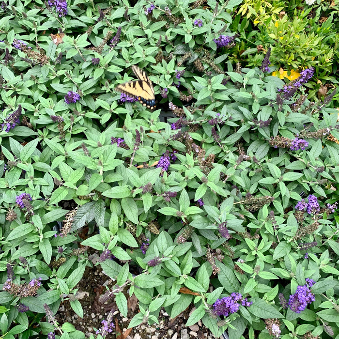 Buddleia davidii 'SMNBDBT' PP#28,794  - Pugster Blue® Dwarf Butterfly Bush - Shipped