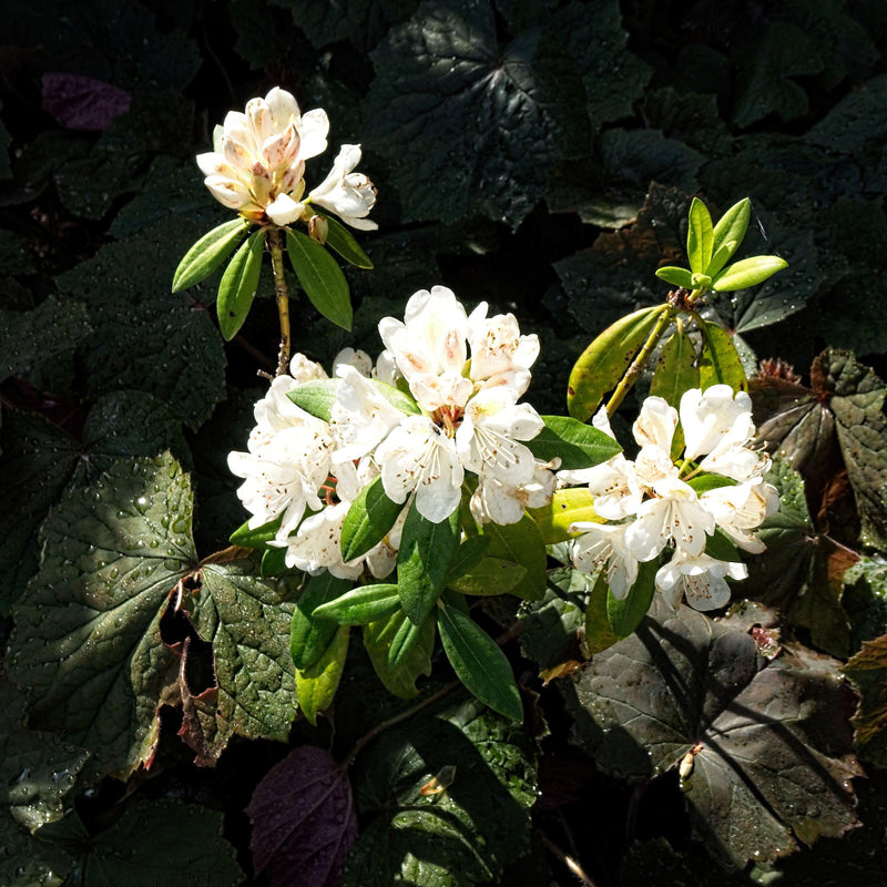 Chionoides Rhododendron - Shipped