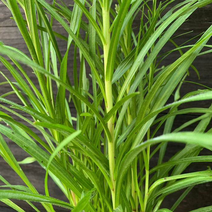 Liatris spicata  - Marsh Blazing Star, Gayfeather - Shipped