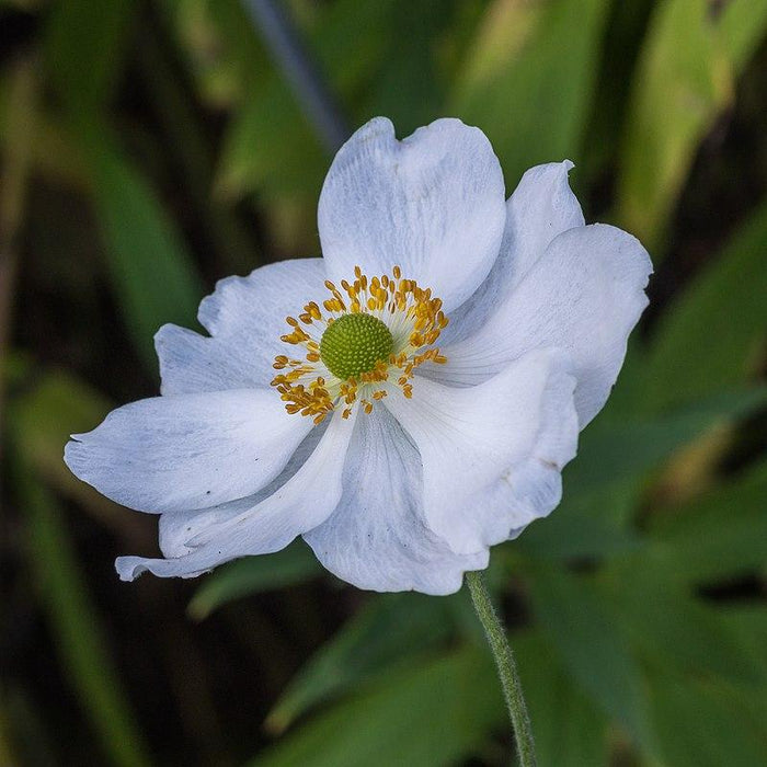 Anemone x hybrida 'Honorine Jobert'  - Honorine Jobert Anemone - Shipped