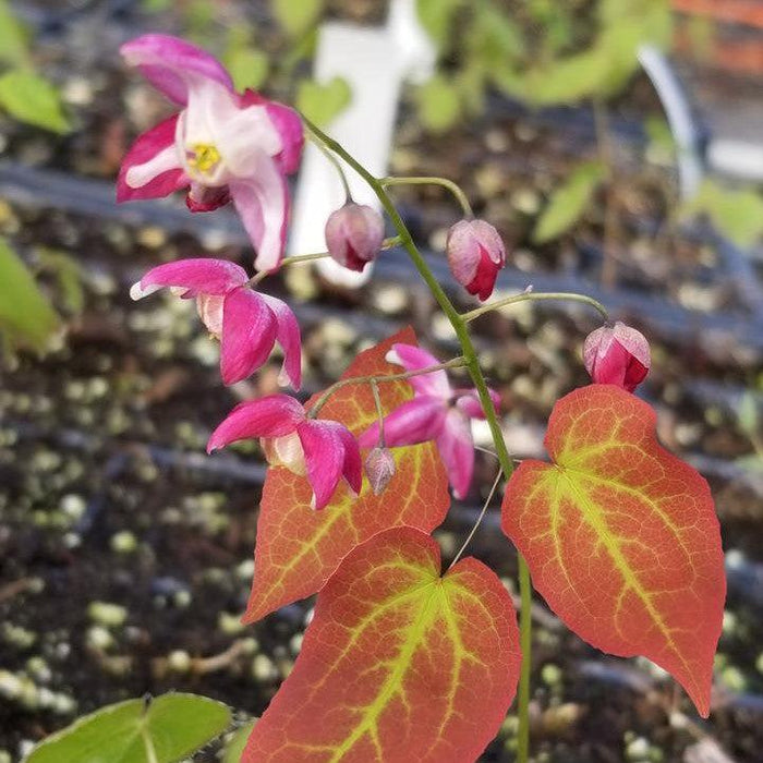 Epimedium rubrum 'Galadriel'  - Galadriel Red Barrenwort - Shipped