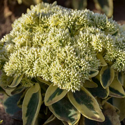Sedum 'Frosted Fire'  - Frosted Fire Stonecrop - Shipped