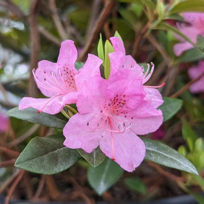 Rhododendron x 'Olga Mezitt'  - Olga Mezitt Rhododendron - Shipped