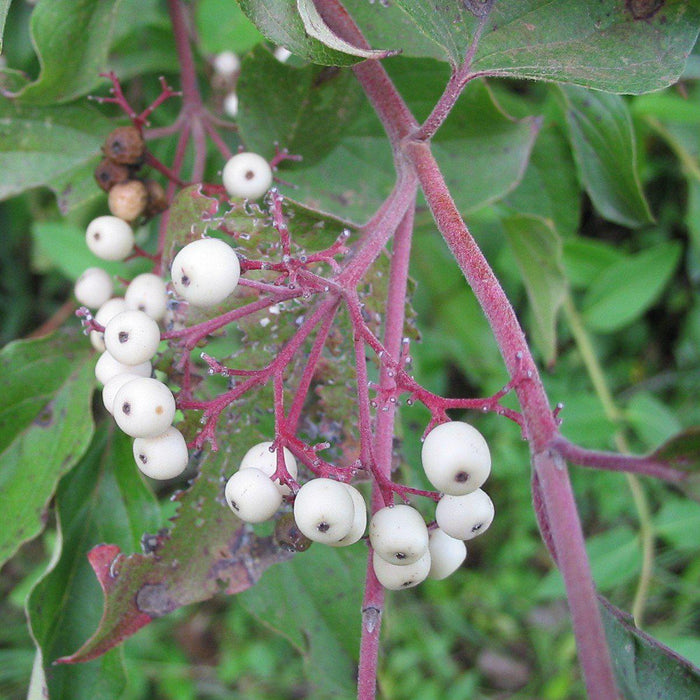 Cornus racemosa  - Gray Dogwood - Shipped