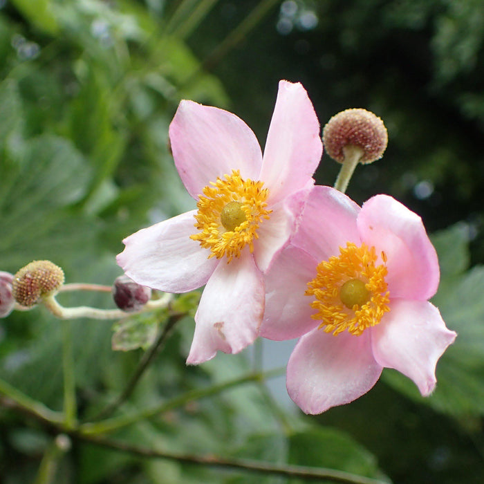 Anemone tomentosa 'Robustissima'  - Robustissima Grape Leaf Anemone - Shipped