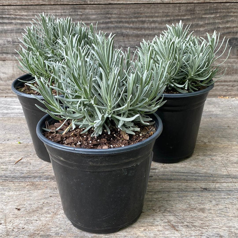 Phenomenal® Lavender, Lavadin - Shipped
