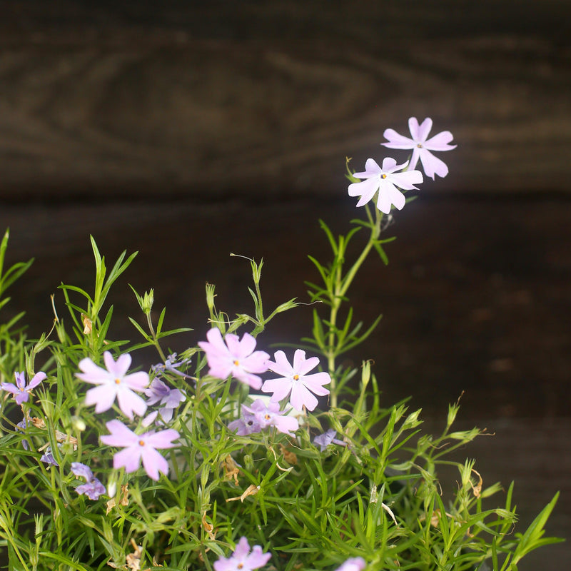 Emerald Blue Creeping Phlox - Shipped