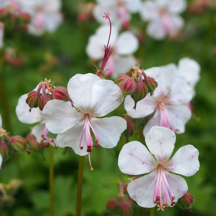 Geranium x cantabrigiense 'Biokovo'  - Biokovo Cranesbill - Shipped