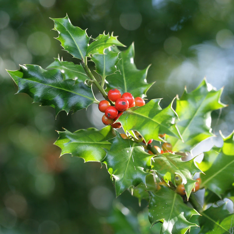 China Girl® Holly - Shipped