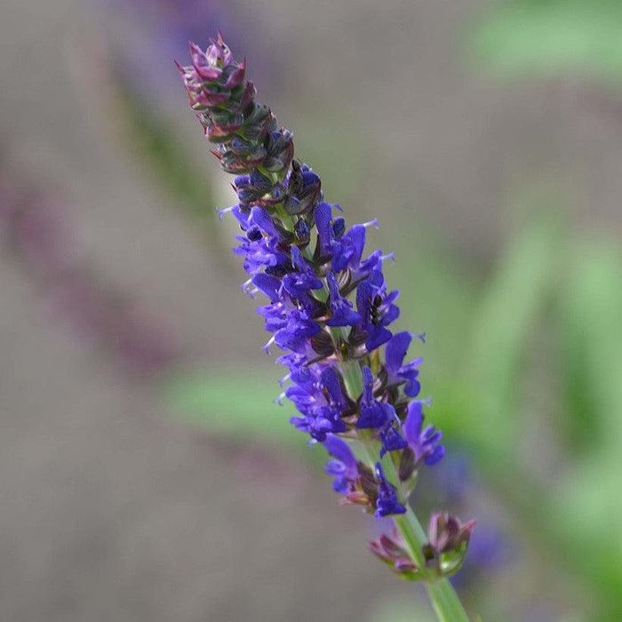 Salvia nemorosa 'ALKLF' PP #28,393  - Blue Bouquetta Meadow Sage - Shipped