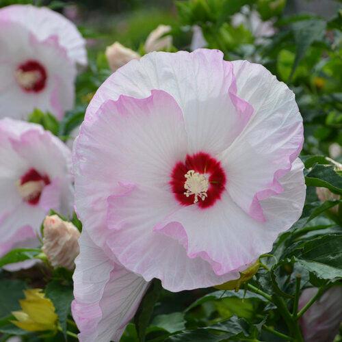 Hibiscus 'Ballet Slippers'  - Summerific® Ballet Slippers Hibiscus - Shipped
