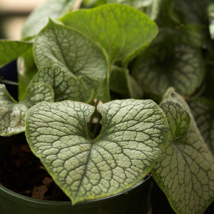 Brunnera macrophylla 'Jack Frost'  - Jack Frost Siberian Bugloss - Shipped