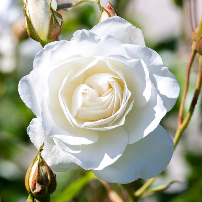 Rosa 'Korbin'  - Iceberg Rose - Shipped