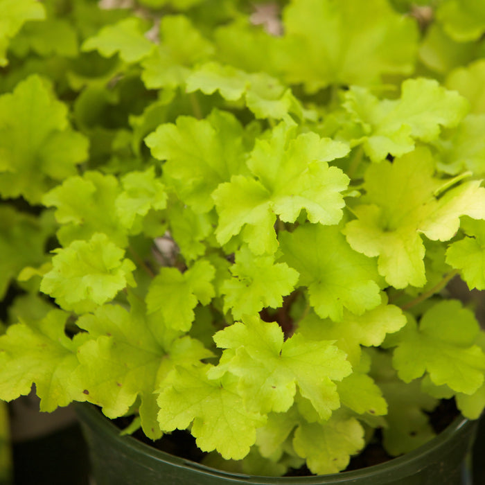 Heuchera ‘Lime Marmalade’  - Lime Marmalade Heuchera - Shipped