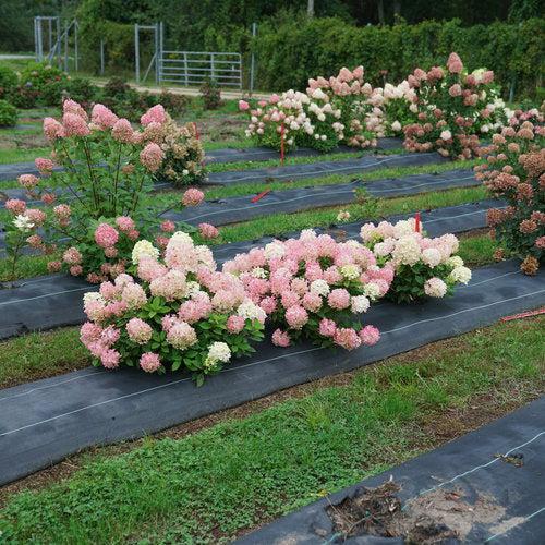 Proven Winners® Fire Light Tidbit® Hydrangea - Shipped