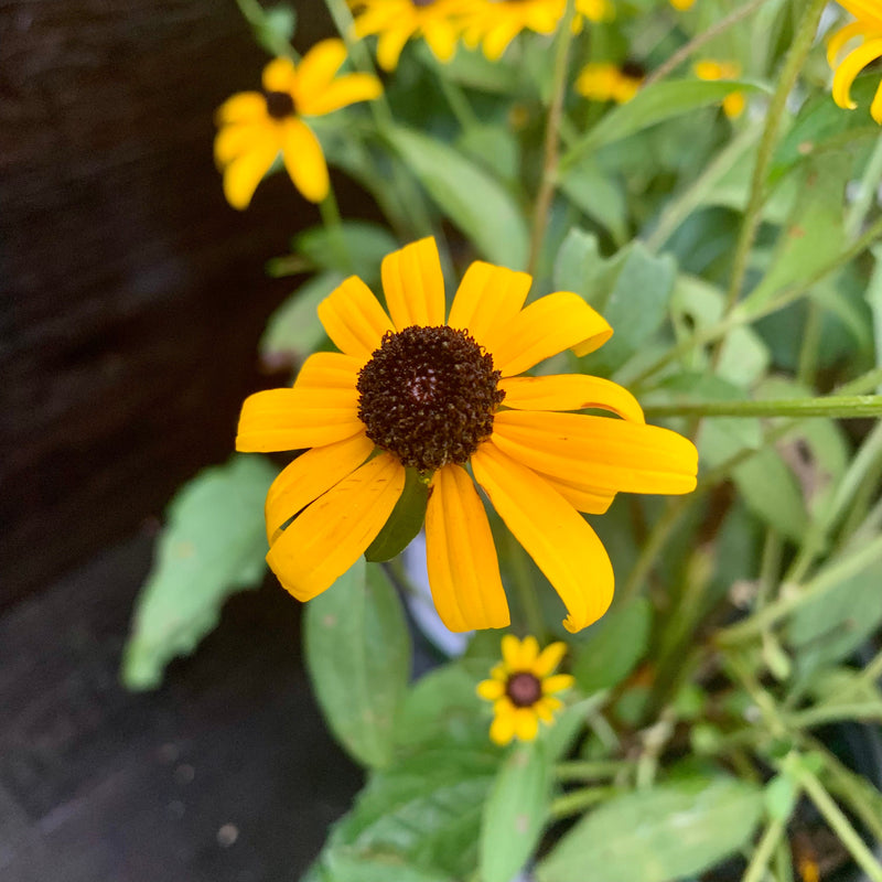 Black-Eyed Susan - Shipped