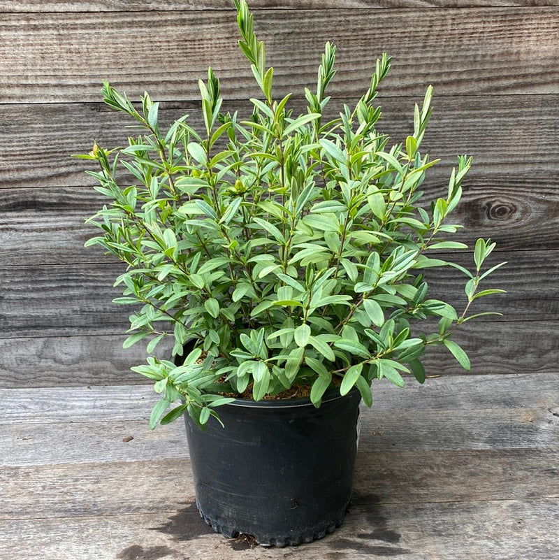 Sunburst St. John's Wort - Shipped