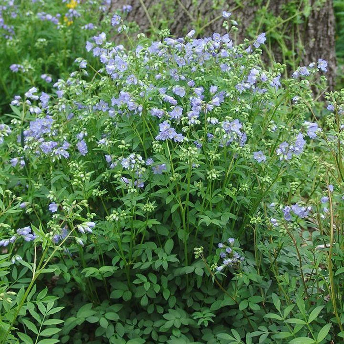 Polemonium reptans  - Jacob's Ladder - Shipped