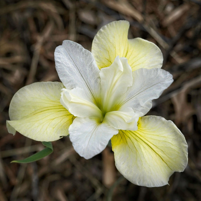 Iris sibirica 'Butter and Sugar'  - Butter and Sugar Siberian Iris - Shipped