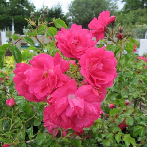 Flower Carpet® Pink Supreme Rose - Shipped