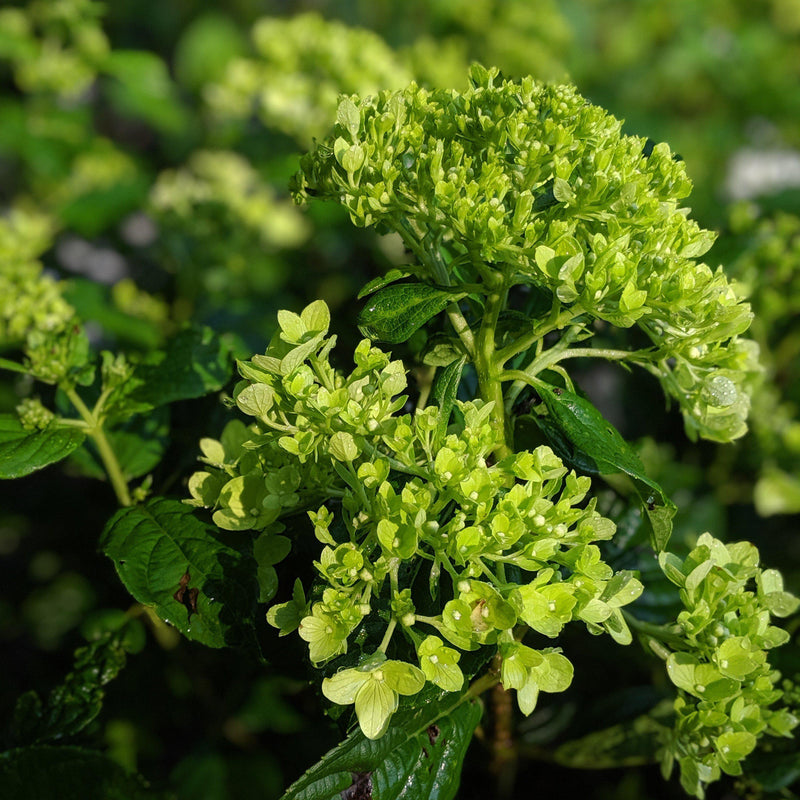 Proven Winners® Little Lime® Hydrangea - Shipped