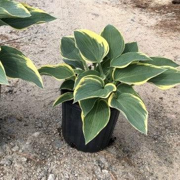First Frost Hosta - Shipped