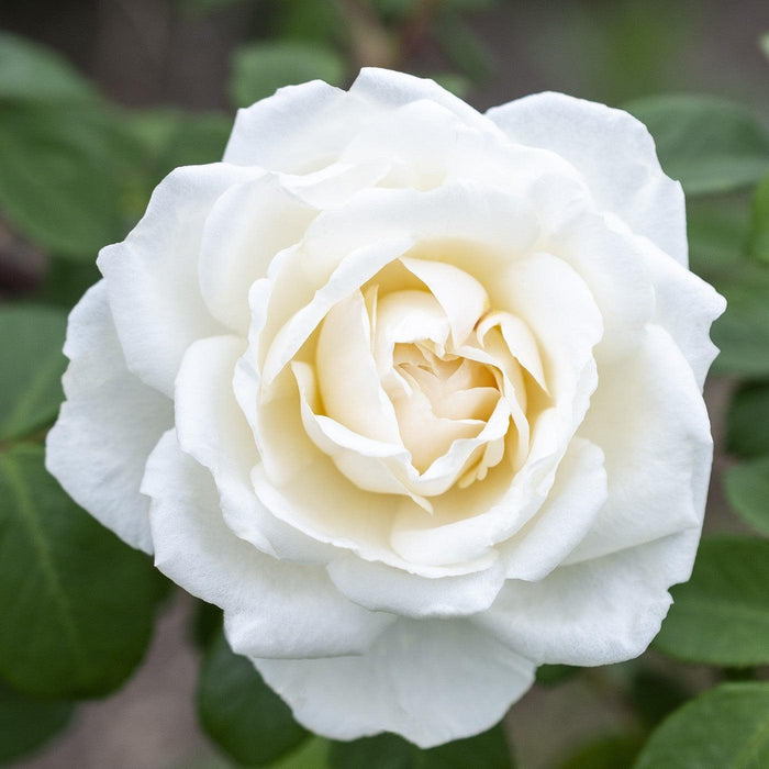Rosa 'Meiradena'  - Icecap™ Rose - Shipped