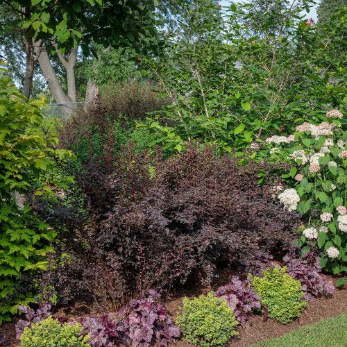 Glow Girl® Birchleaf Spirea - Shipped