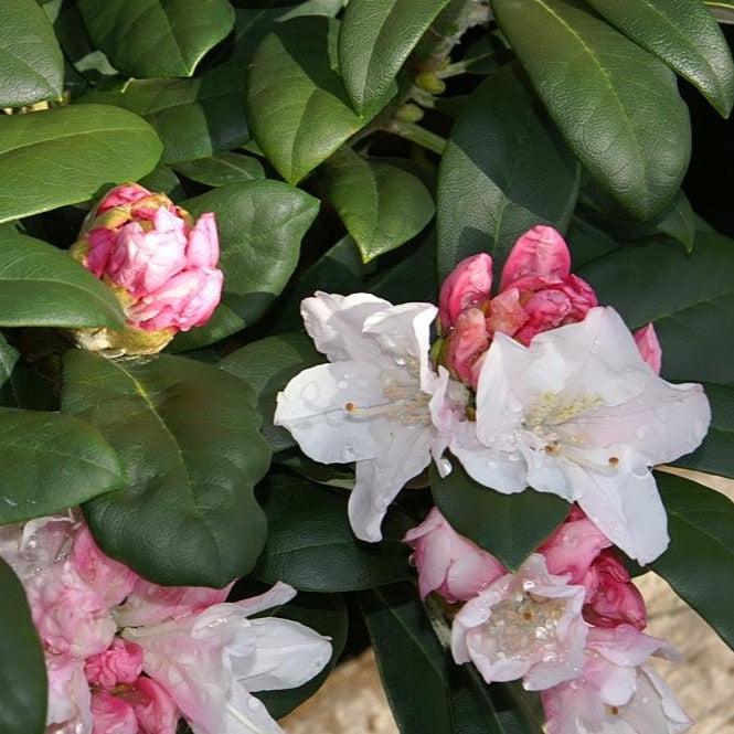 Yaku Princess Rhododendron - Shipped
