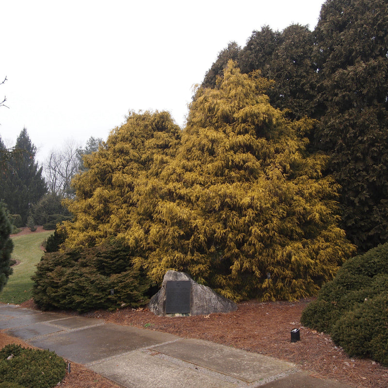 Golden Sawara Cypress - Shipped