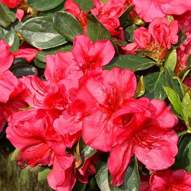 Girard's Crimson Azalea - Shipped