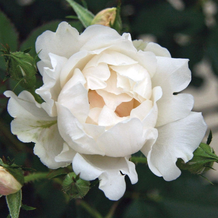 Rosa 'Meiradena'  - Icecap™ Rose - Shipped