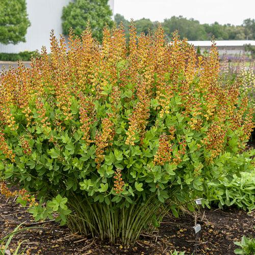 Baptisia 'Cherries Jubilee'  - Decadence® Cherries Jubilee Baptisia - Shipped