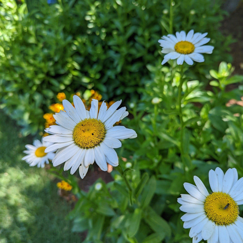 Becky Shasta Daisy - Shipped