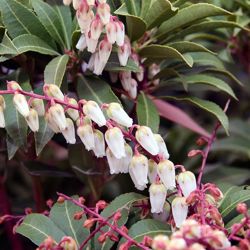 Mountain Fire Pieris - Shipped