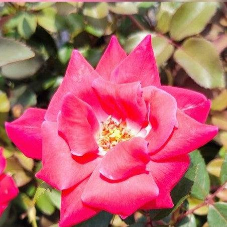 Rosa ‘Radtko’ PP 16,202  - Double Knock Out® Rose - Shipped
