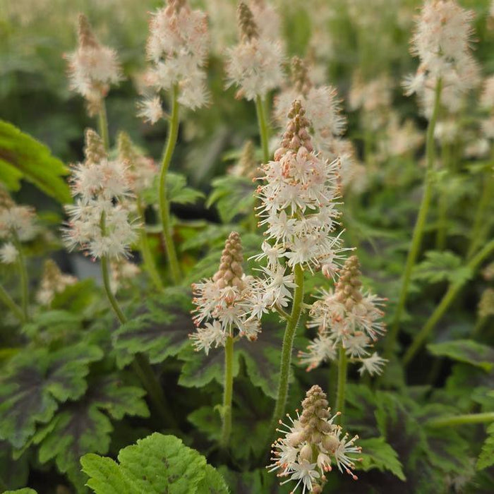 Tiarella 'Fingerpaint'  - Fingerpaint Foam Flower - Shipped