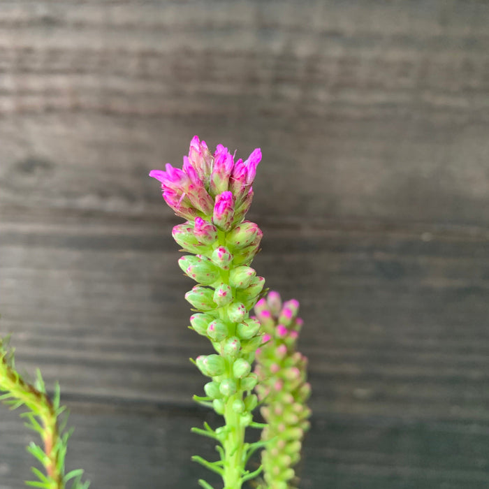 Liatris spicata  - Marsh Blazing Star, Gayfeather - Shipped