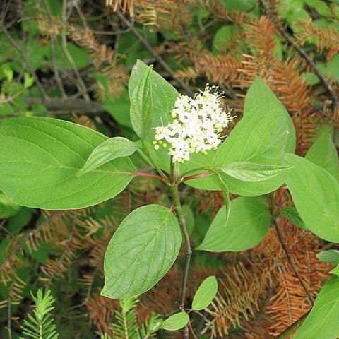 Cardinal Dogwood - Shipped