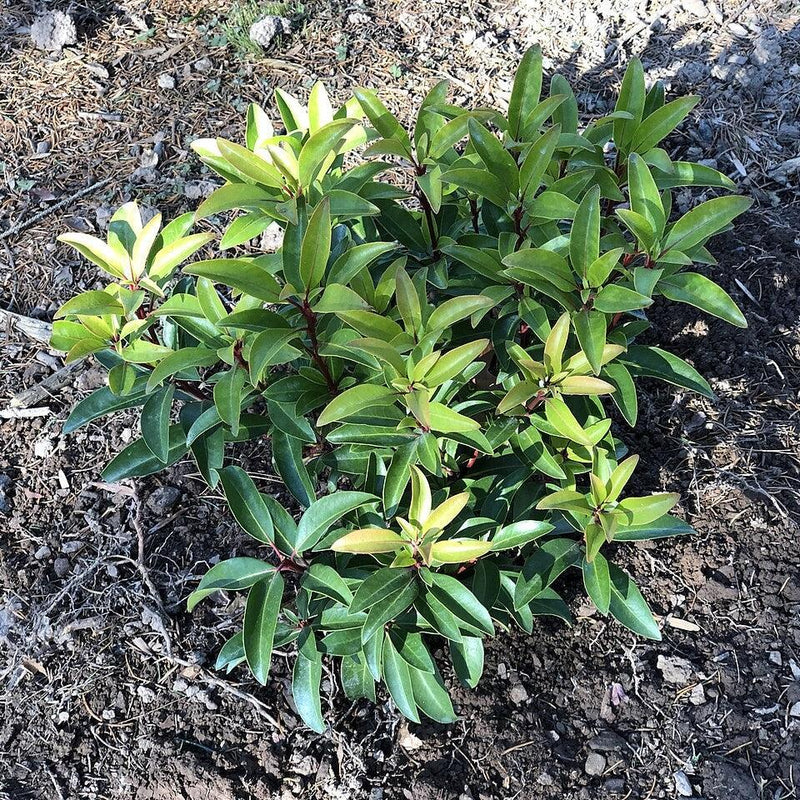 Sarah Mountain Laurel - Shipped