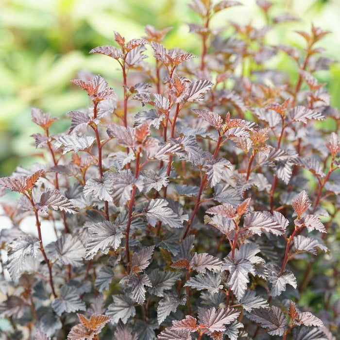 Physocarpus opulifolius 'SMNPMS'  - Summer Wine® Black Ninebark - Shipped