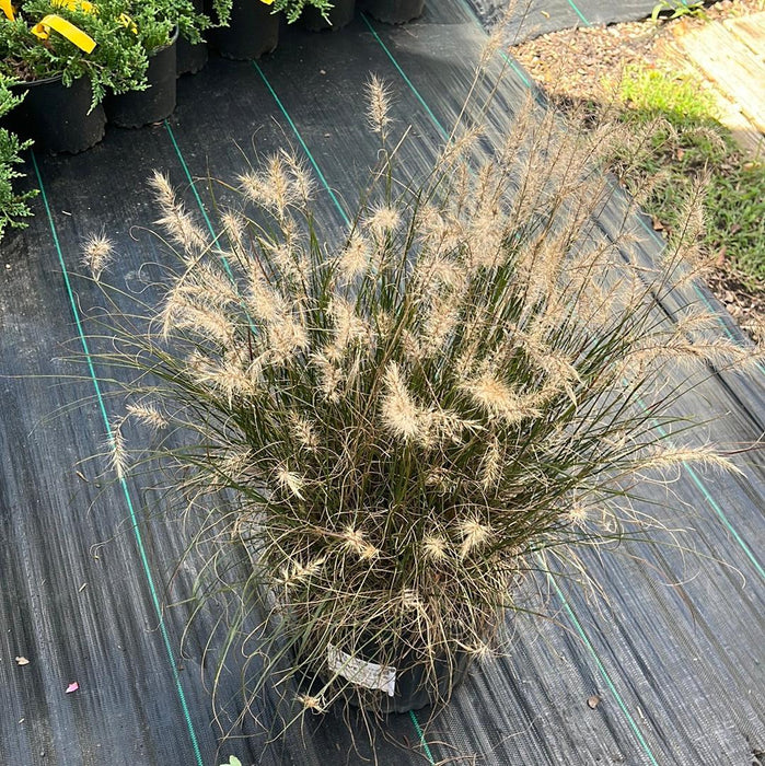 Pennisetum alopecuroides 'Hameln  - Hameln Fountain Grass - Shipped
