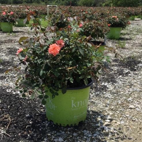 Coral Drift® Rose - Shipped
