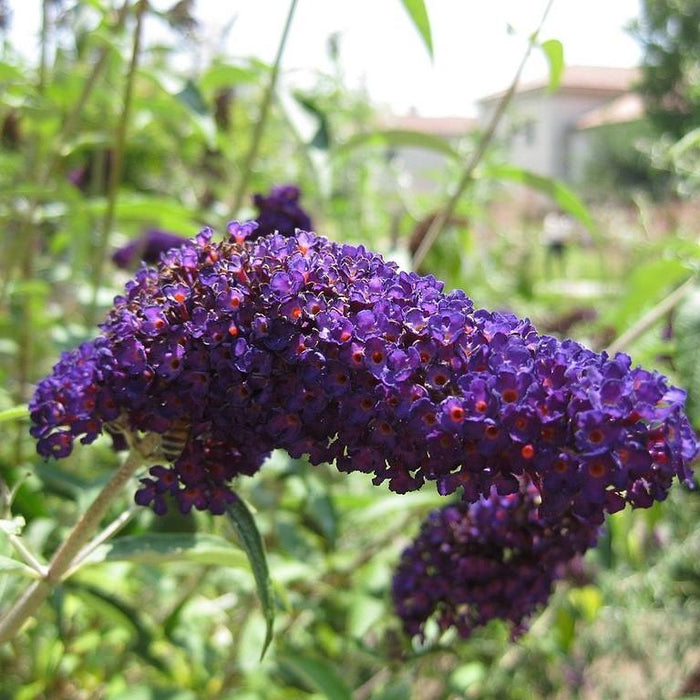 Buddleia 'Black Knight'  - Black Knight Butterfly Bush - Shipped