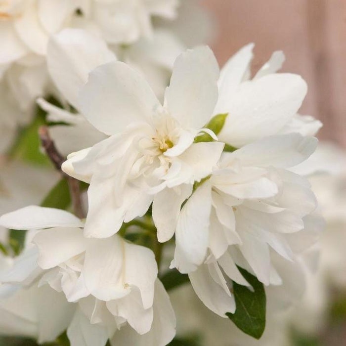 Philadelphus 'Snowbelle'  - Snowbelle Mockorange - Shipped
