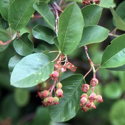 Amelanchier alnifolia 'Regent'  - Regent Serviceberry - Shipped