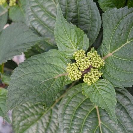 Endless Summer® Pop Star® Hydrangea - Shipped