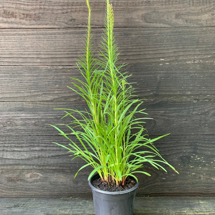 Liatris spicata  - Marsh Blazing Star, Gayfeather - Shipped